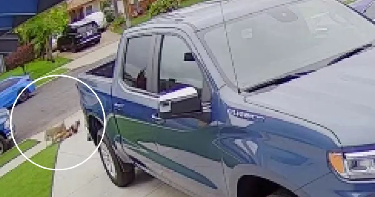 Coyote Involved in Toddler Attack in Carson Captured and Put Down