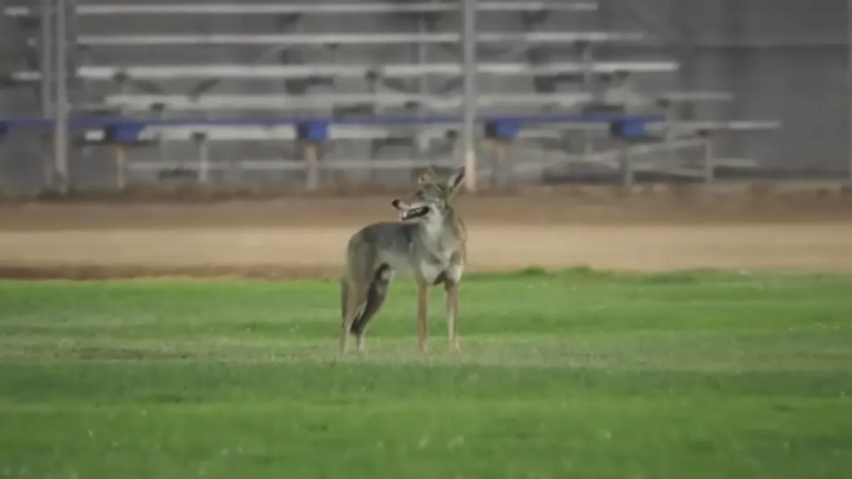 DNA Tests Link Coyote to Two Attacks in Carson