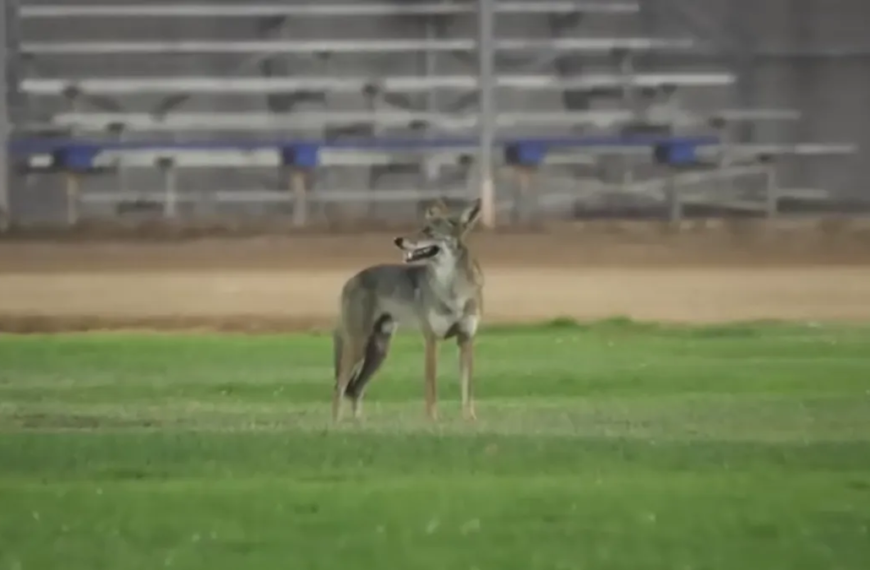 DNA Tests Link Coyote to Two Attacks in Carson