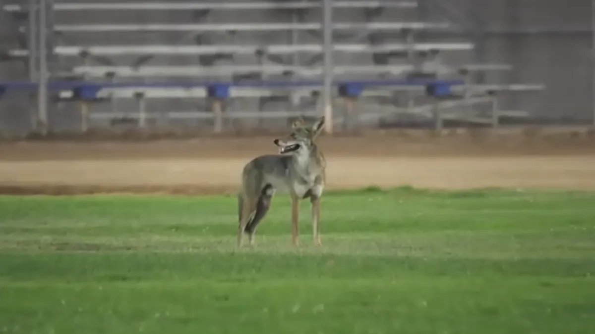 DNA Tests Link Coyote to Two Attacks in Carson