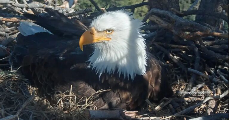 Exciting News: Jackie and Shadow from Big Bear Spotting Their First Chicks