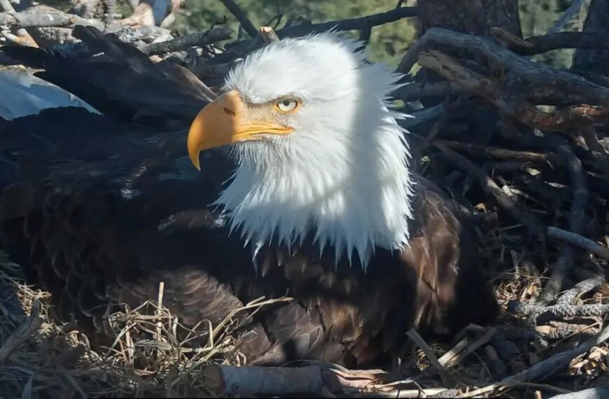 Exciting News: Jackie and Shadow from Big Bear Spotting Their First Chicks