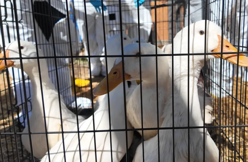 Find a Loving Home for One of the 480 Ducks Up for Adoption in Riverside County