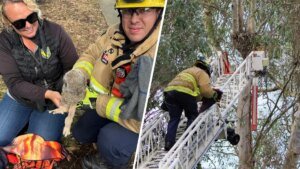 Firefighters in Huntington Beach Come to the Aid of a Fallen Baby Owl