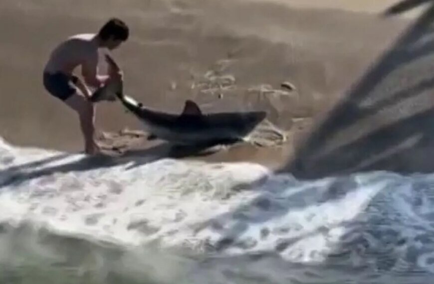 Fisherman Helps Free Shark Caught in Fishing Line at Hermosa Beach
