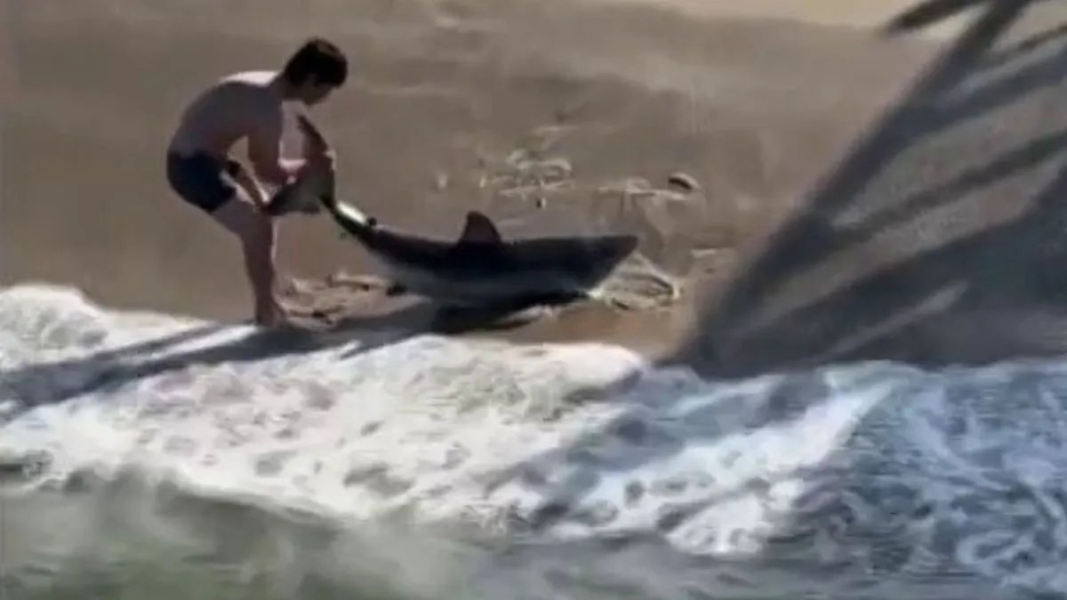 Fisherman Helps Free Shark Caught in Fishing Line at Hermosa Beach