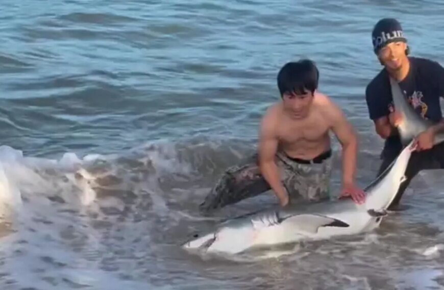 Fisherman Hooks 7-Foot Great White Shark at Hermosa Beach Pier