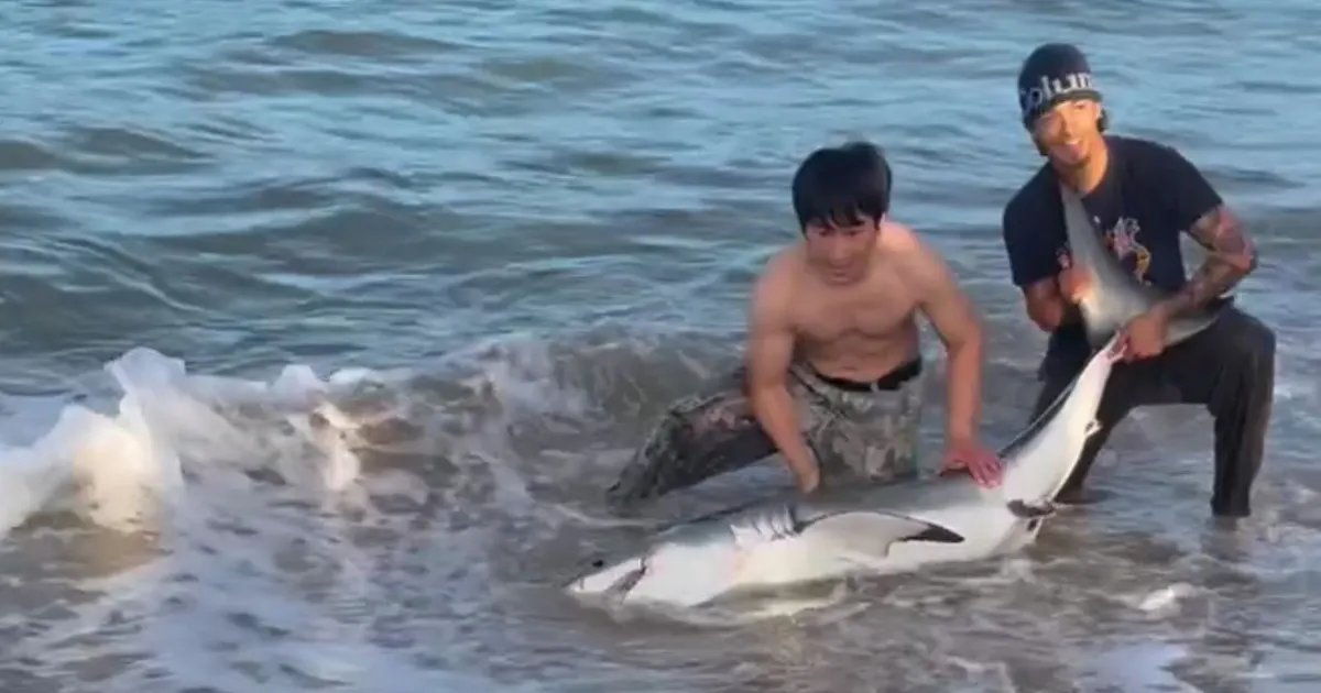 Fisherman Hooks 7-Foot Great White Shark at Hermosa Beach Pier