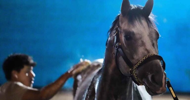 Fulleffort Dropped from Kentucky Derby Lineup as Ocelli Joins the Race