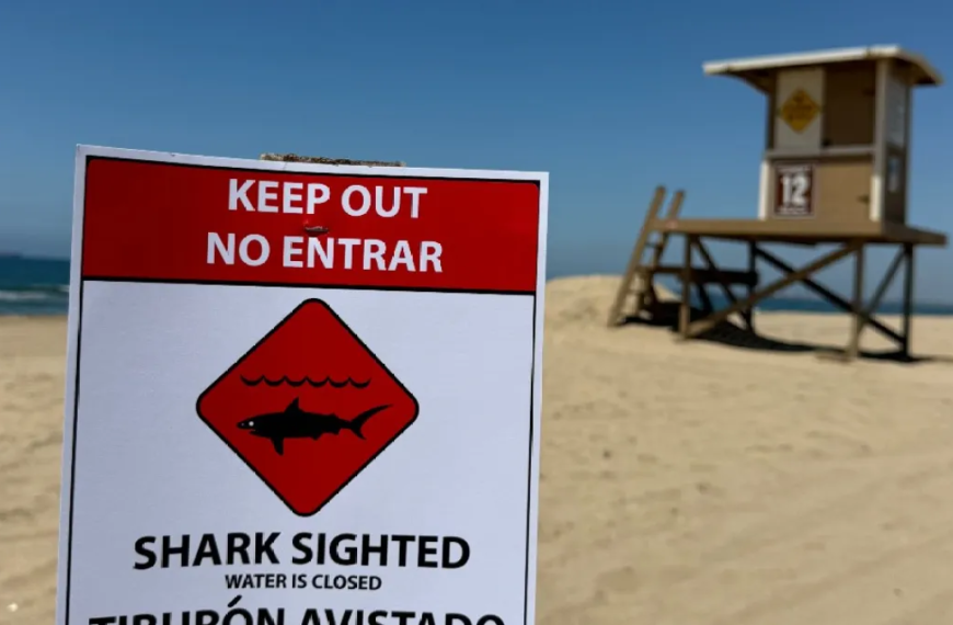 Great White Shark Sighting Near Sunset Beach Leads to Temporary Beach Closure