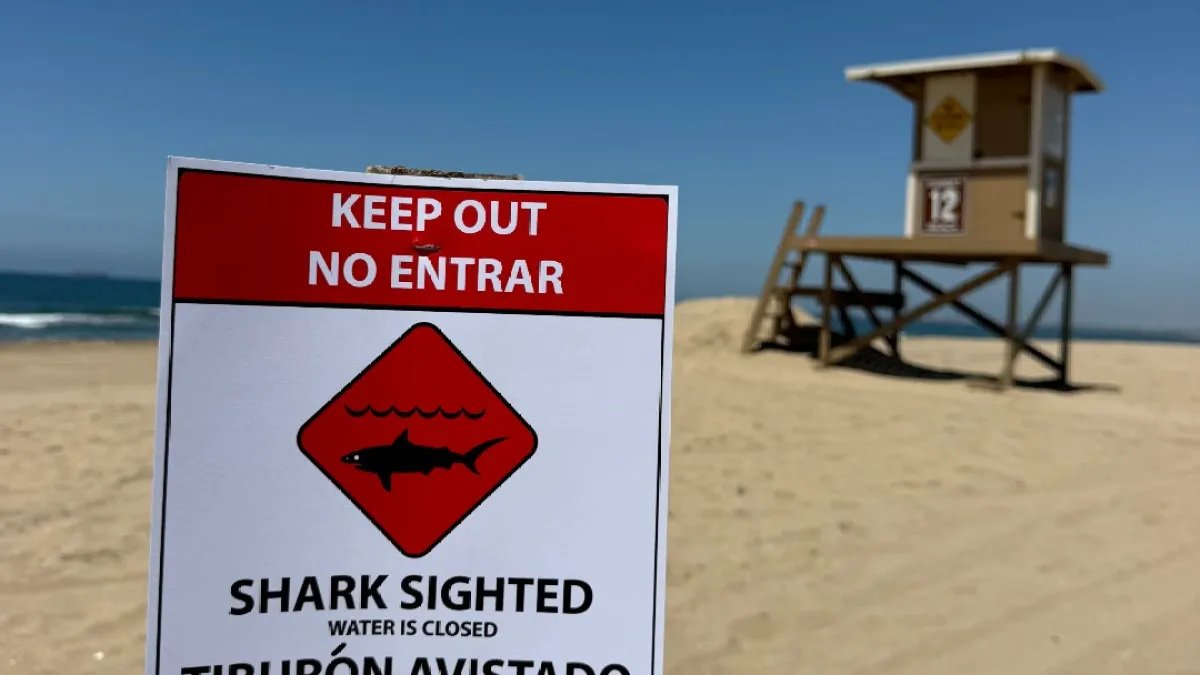 Great White Shark Sighting Near Sunset Beach Leads to Temporary Beach Closure
