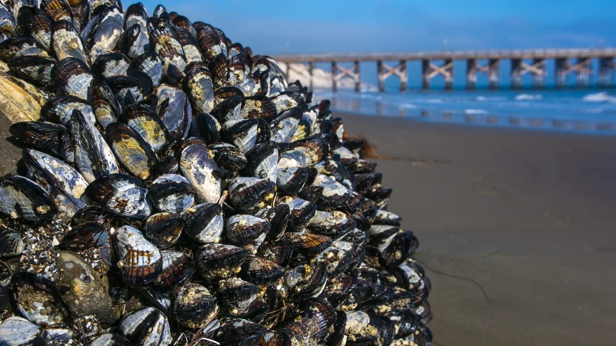 Health Advisory for Recreational Mussel Harvesting Along the California Coast