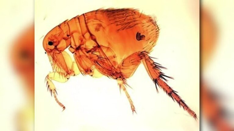 Health Officials Report Record Number of Flea-Borne Typhus Cases in LA County