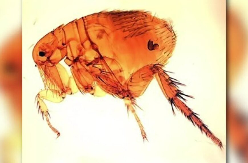 Health Officials Report Record Number of Flea-Borne Typhus Cases in LA County