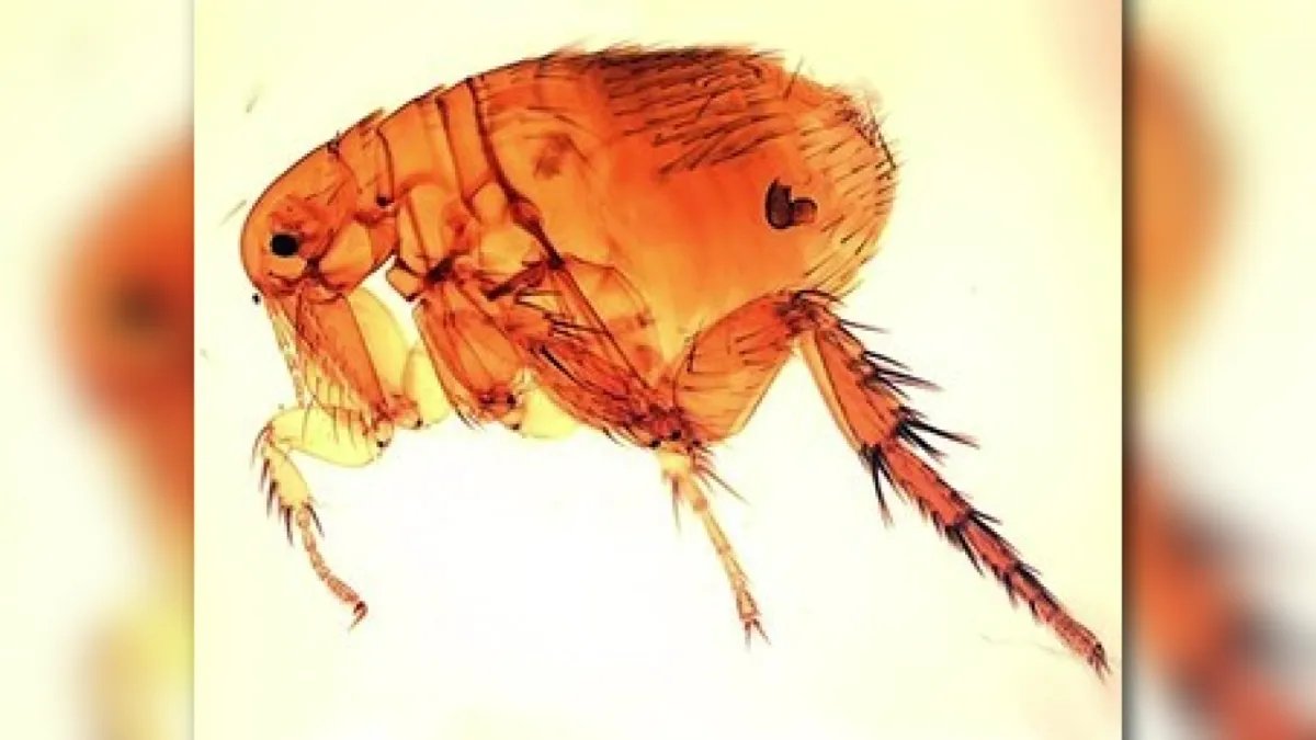 Health Officials Report Record Number of Flea-Borne Typhus Cases in LA County