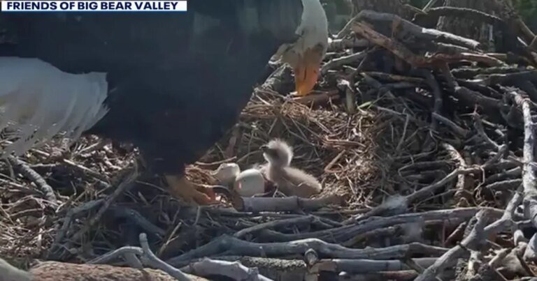 Join the Fun: Help Name Jackie and Shadow's New Eaglets in Big Bear!