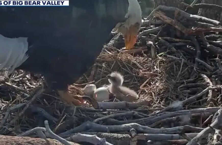 Join the Fun: Help Name Jackie and Shadow's New Eaglets in Big Bear!