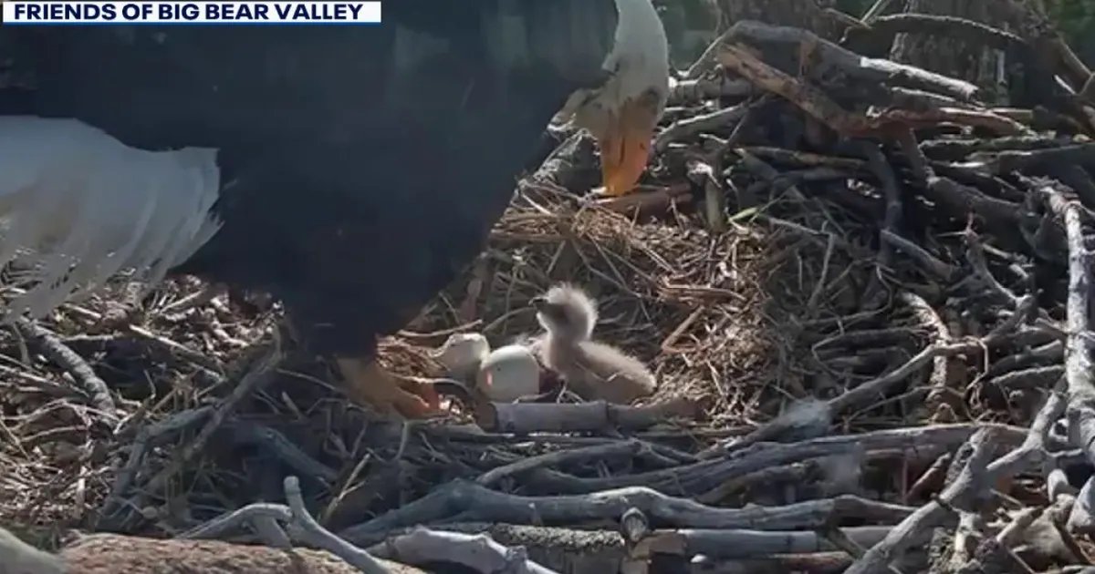 Join the Fun: Help Name Jackie and Shadow's New Eaglets in Big Bear!