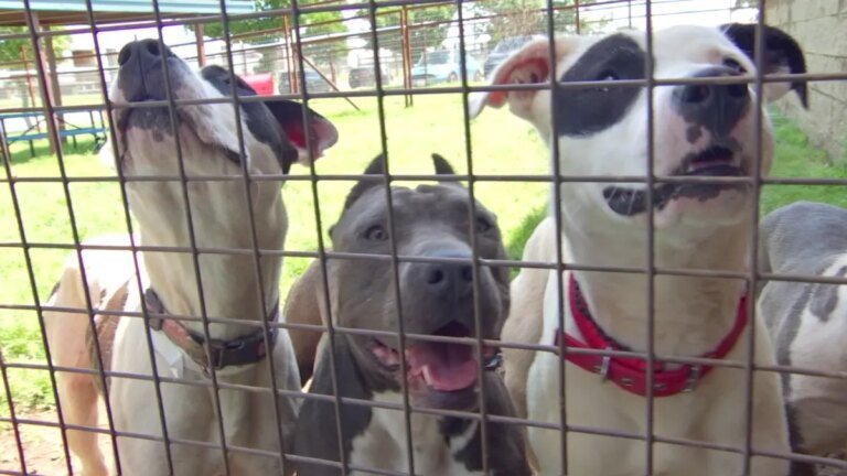 LA Animal Services Introduces a New $14 Million Initiative to Help Animals in Need