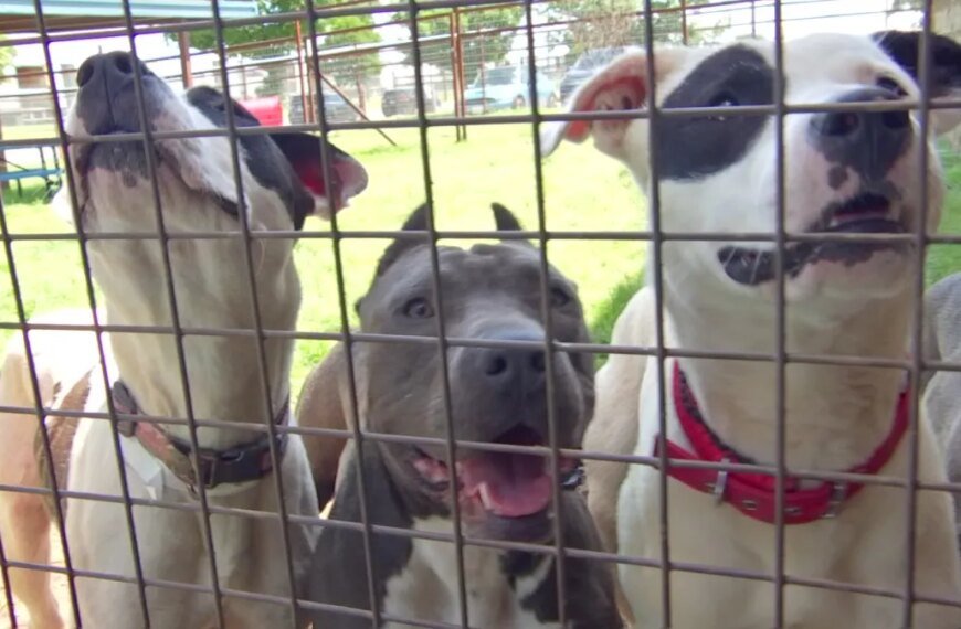 LA Animal Services Introduces a New $14 Million Initiative to Help Animals in Need