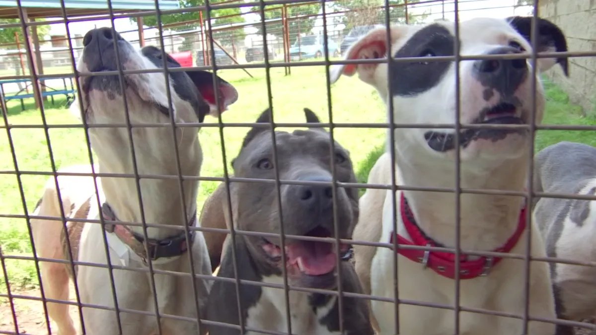 LA Animal Services Introduces a New $14 Million Initiative to Help Animals in Need