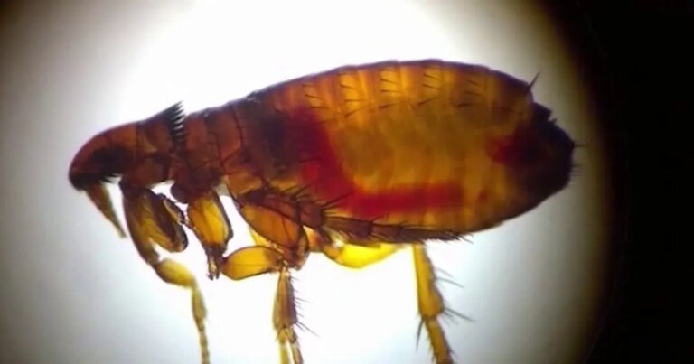 LA County Faces New Typhus Outbreak, Impacting Many Residents