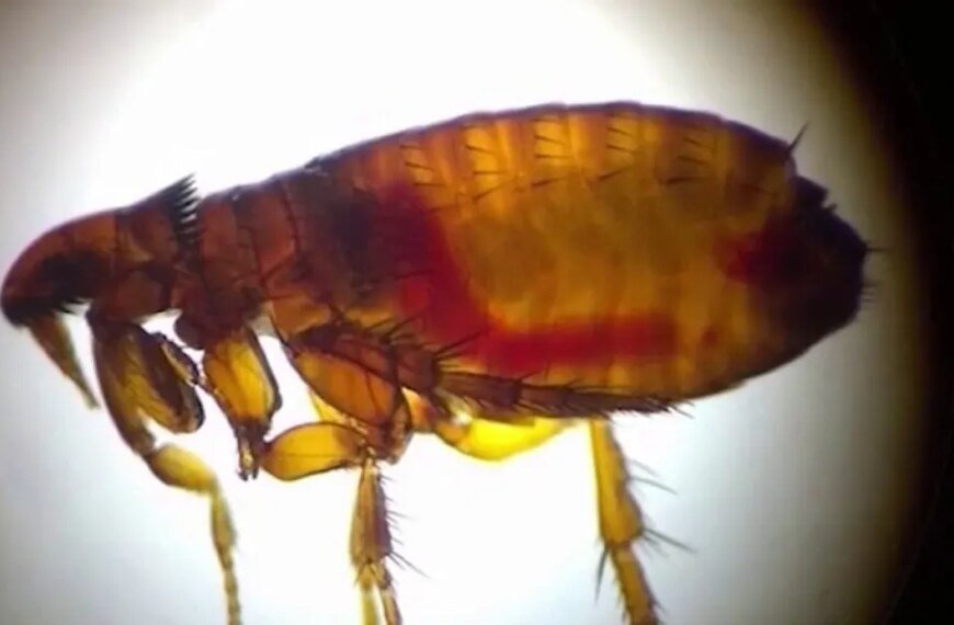 LA County Faces New Typhus Outbreak, Impacting Many Residents