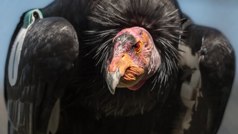 LA Zoo honors the California condor that played a key role in saving its species