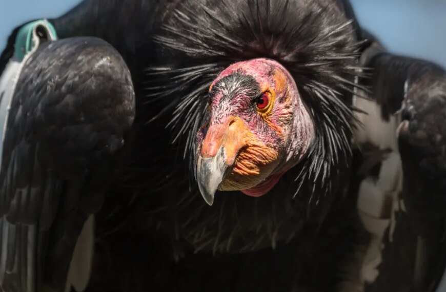 LA Zoo honors the California condor that played a key role in saving its species