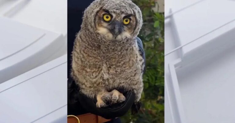 Leave Grounded Owl Fledglings in Redondo Beach Alone: Here’s Why It Matters