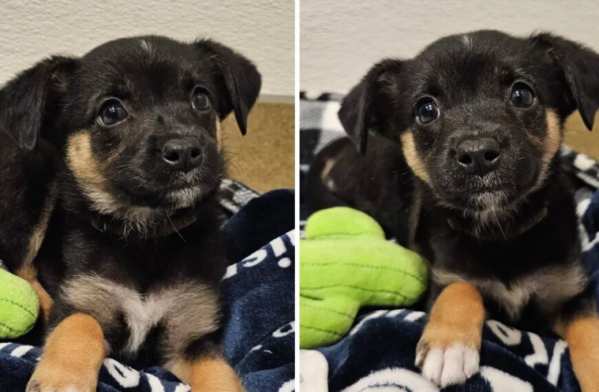 Man Identified After Video Shows Him Leaving Puppy in Mission Viejo