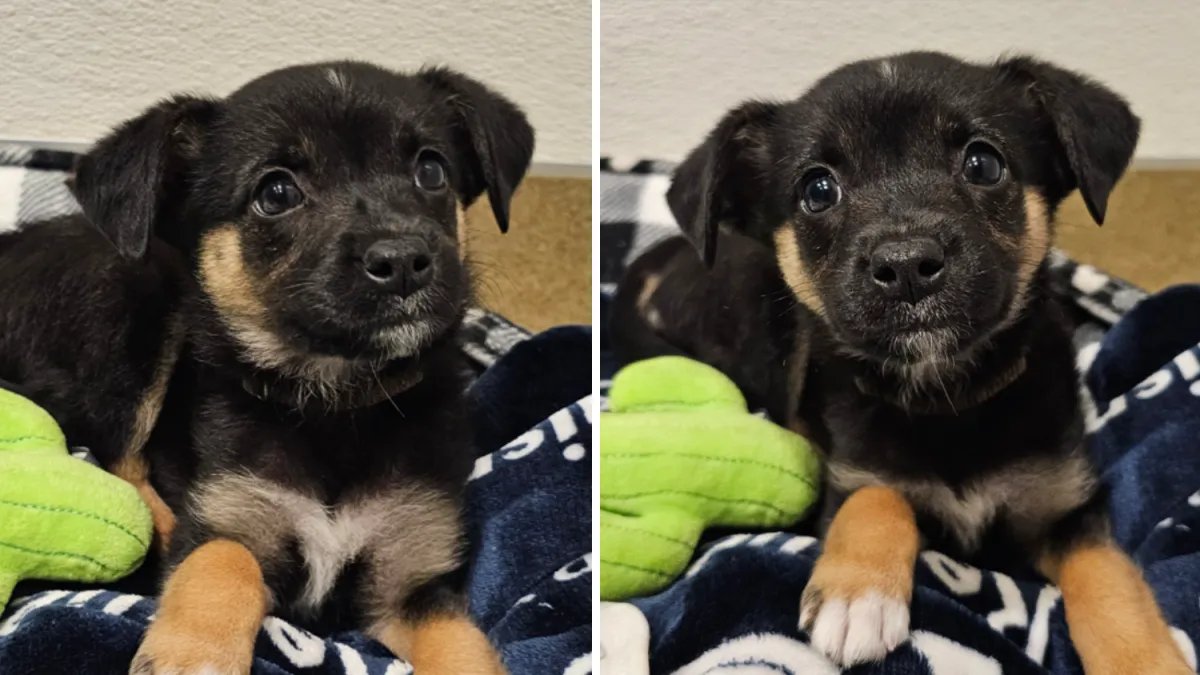 Man Identified After Video Shows Him Leaving Puppy in Mission Viejo