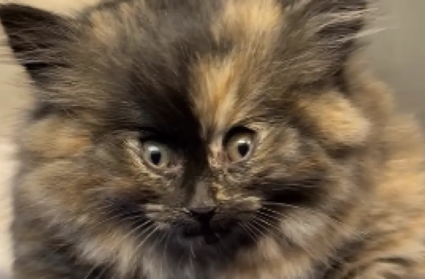 Meet Zoe, the Adorable 'Puff Kitty' Looking for a Loving Home at Palm Springs Animal Shelter