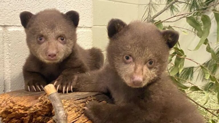 Monrovia Bear Cubs Thriving in Southern California Wildlife Care