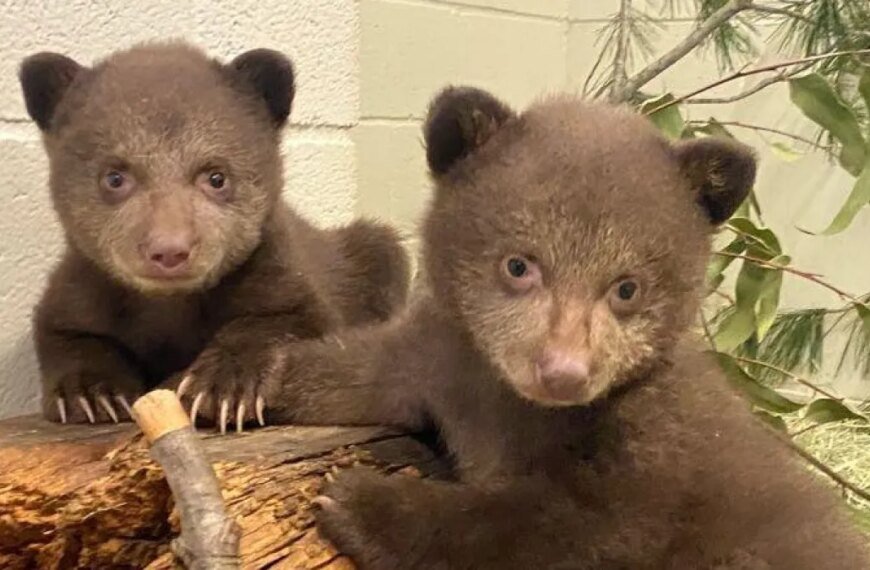 Monrovia Bear Cubs Thriving in Southern California Wildlife Care