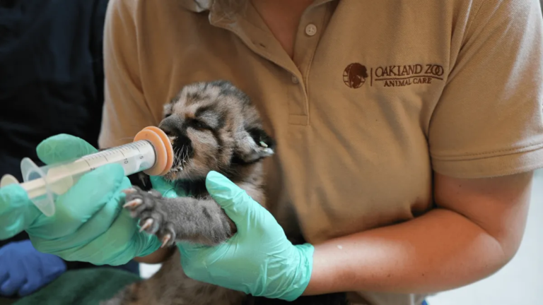 Orphaned Mountain Lion Cub Finds a New Home at Oakland Zoo