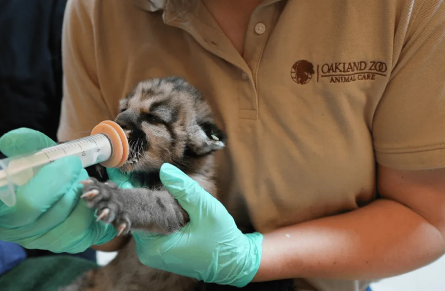 Orphaned Mountain Lion Cub Finds a New Home at Oakland Zoo