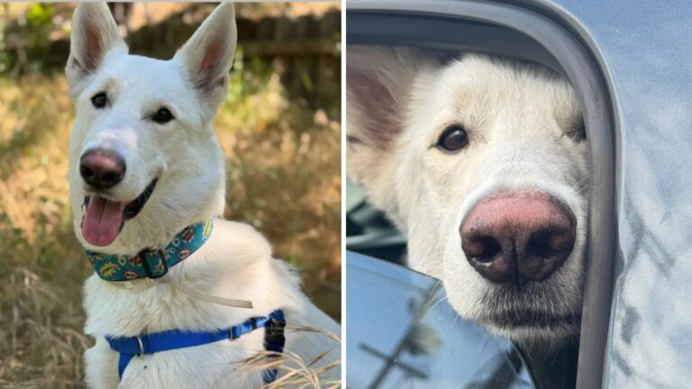 Pasadena Humane Celebrates the Adoption of the Last Eaton Fire Shelter Animal