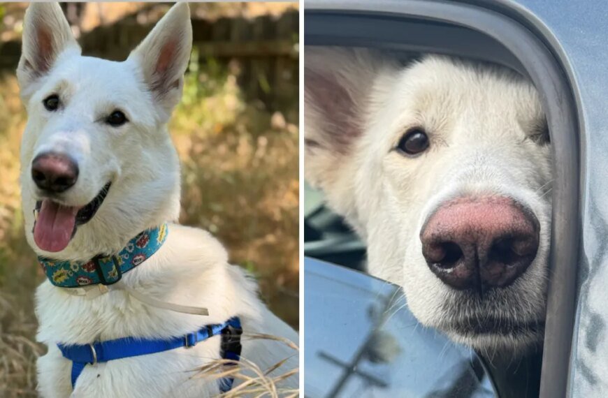 Pasadena Humane Celebrates the Adoption of the Last Eaton Fire Shelter Animal