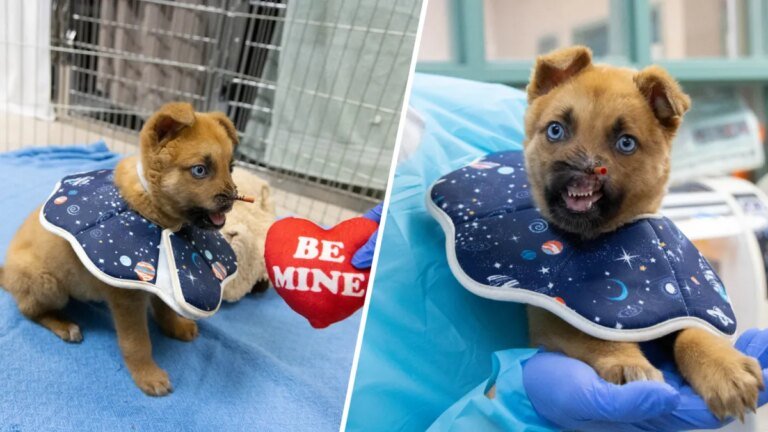 Peanut the Puppy Finds Comfort and Care at Pasadena Humane After His Nose Injury