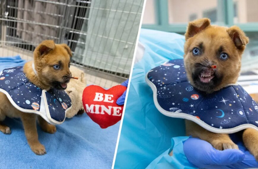 Peanut the Puppy Finds Comfort and Care at Pasadena Humane After His Nose Injury