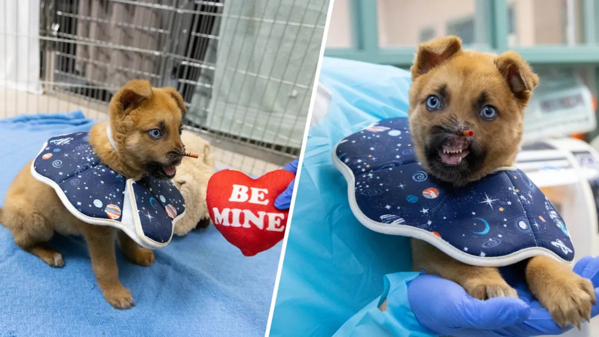 Peanut the Puppy Finds Comfort and Care at Pasadena Humane After His Nose Injury