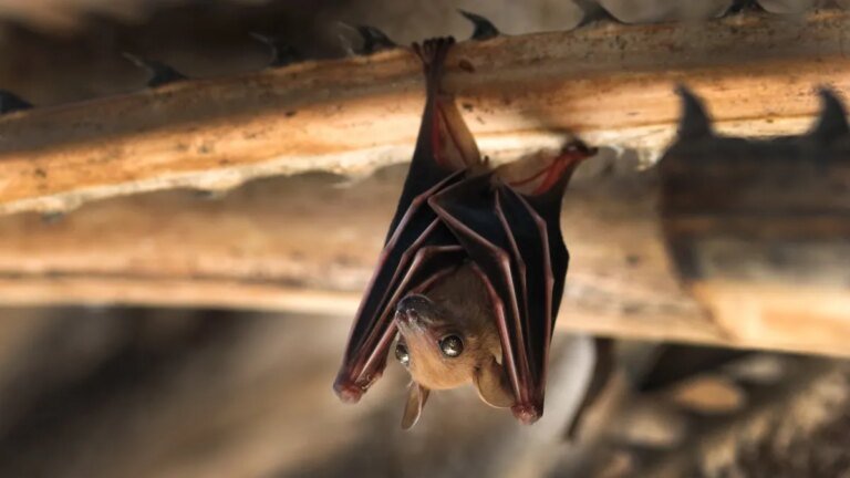 Rabid Bat Detected at Fullerton College, Warns OC Health Officials