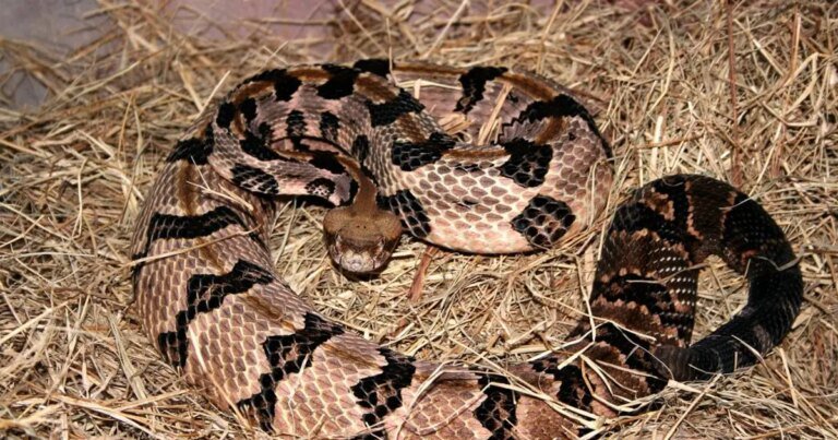 Rattlesnake Encounters Increase in Southern California: Hiker Rescued in Montecito