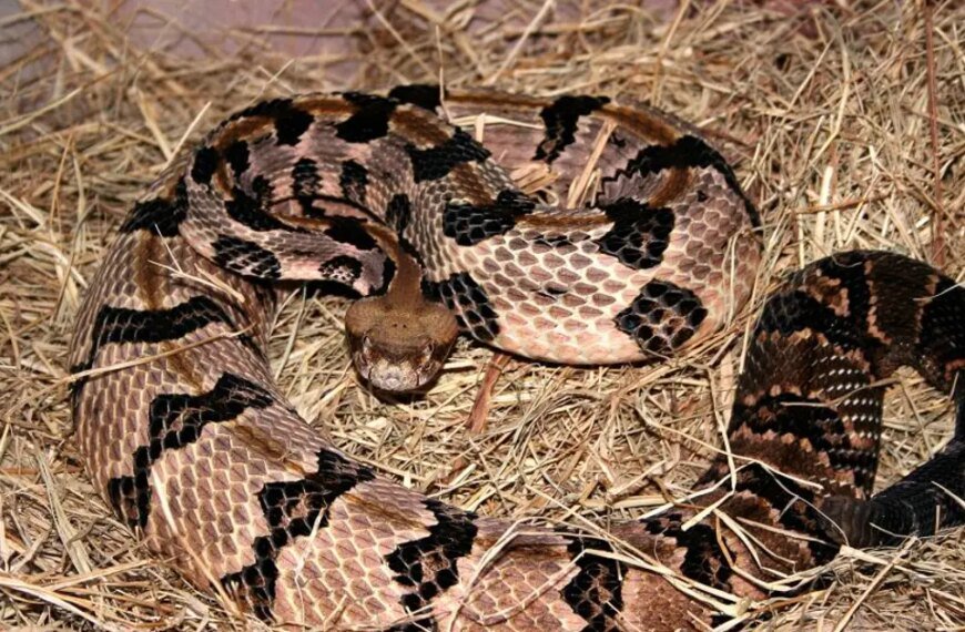 Rattlesnake Encounters Increase in Southern California: Hiker Rescued in Montecito