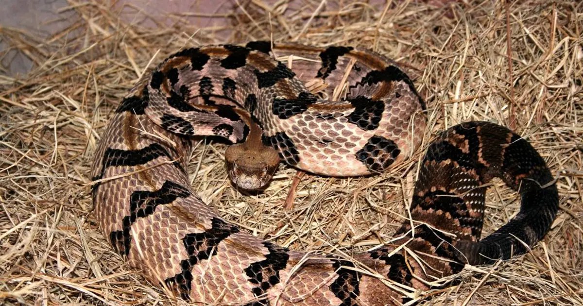 Rattlesnake Encounters Increase in Southern California: Hiker Rescued in Montecito