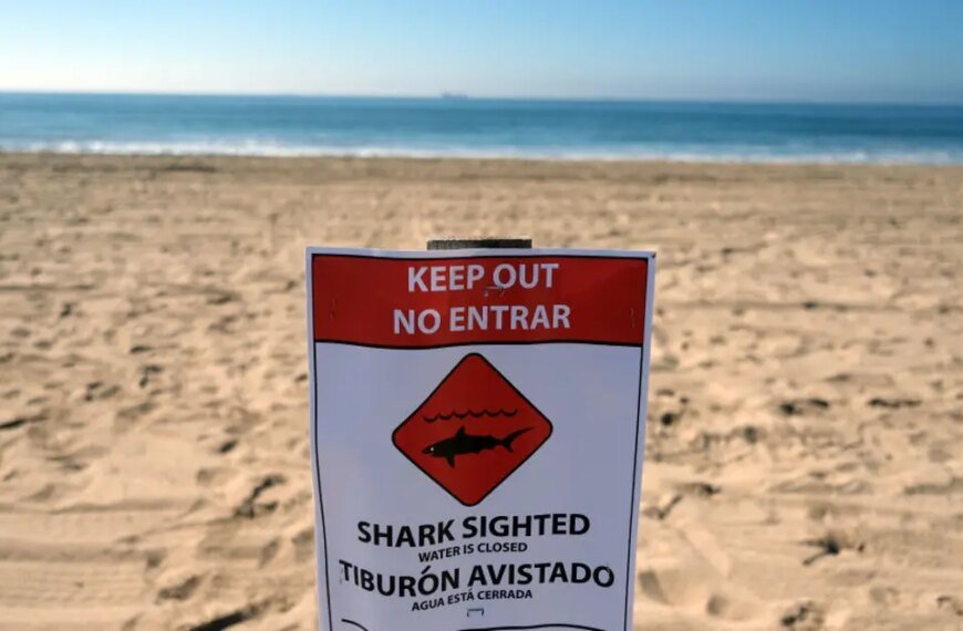 Shoreline at Huntington Beach Closed Due to Increased Great White Shark Activity