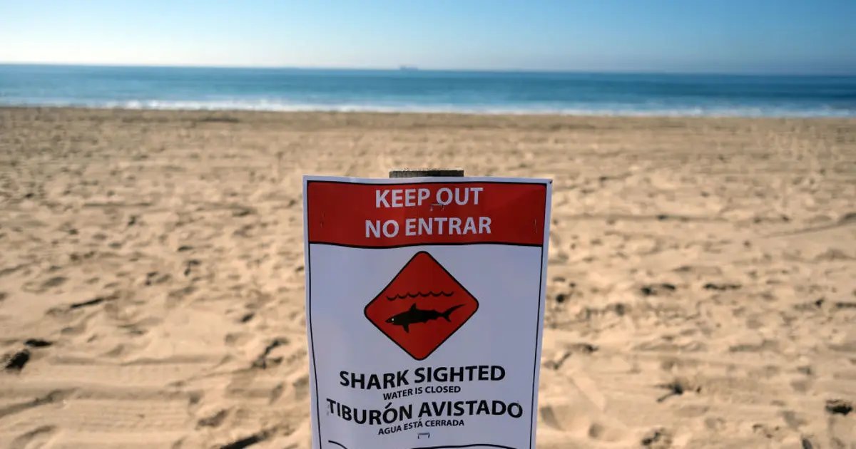 Shoreline at Huntington Beach Closed Due to Increased Great White Shark Activity