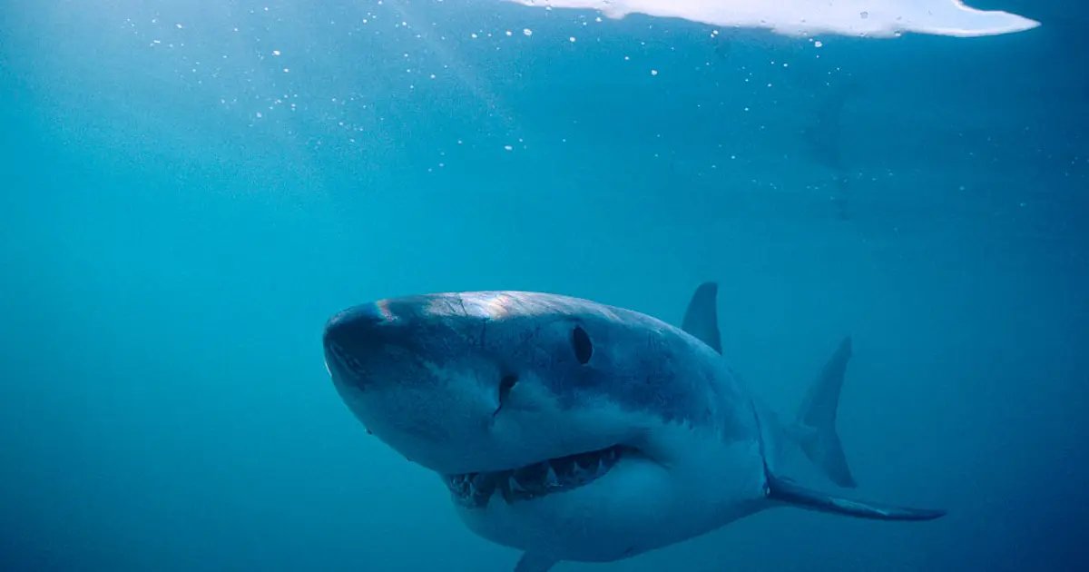Vans Jack’s Surfboards Pro Paused Due to Shark Sighting in Huntington Beach