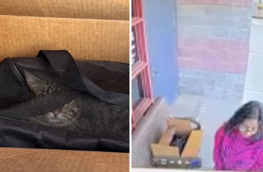 Woman Leaves Cat Outside Redlands Animal Shelter